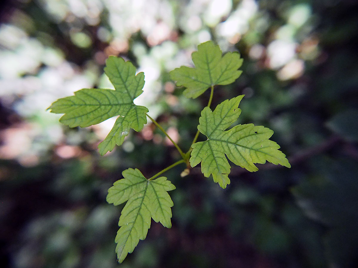 photo "***" tags: nature, forest