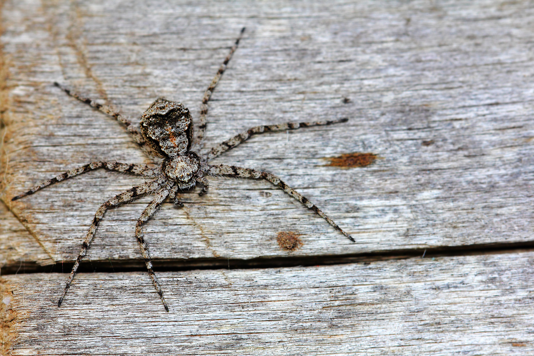 photo "Паук филодромус жемчужный (Philodromus margaritatus)" tags: macro and close-up, nature, misc., ahilodromidae, arachnida, araneae, philodromidae, spiders, арахниды, пауки, паукообразные, филодромиды, членистоногие