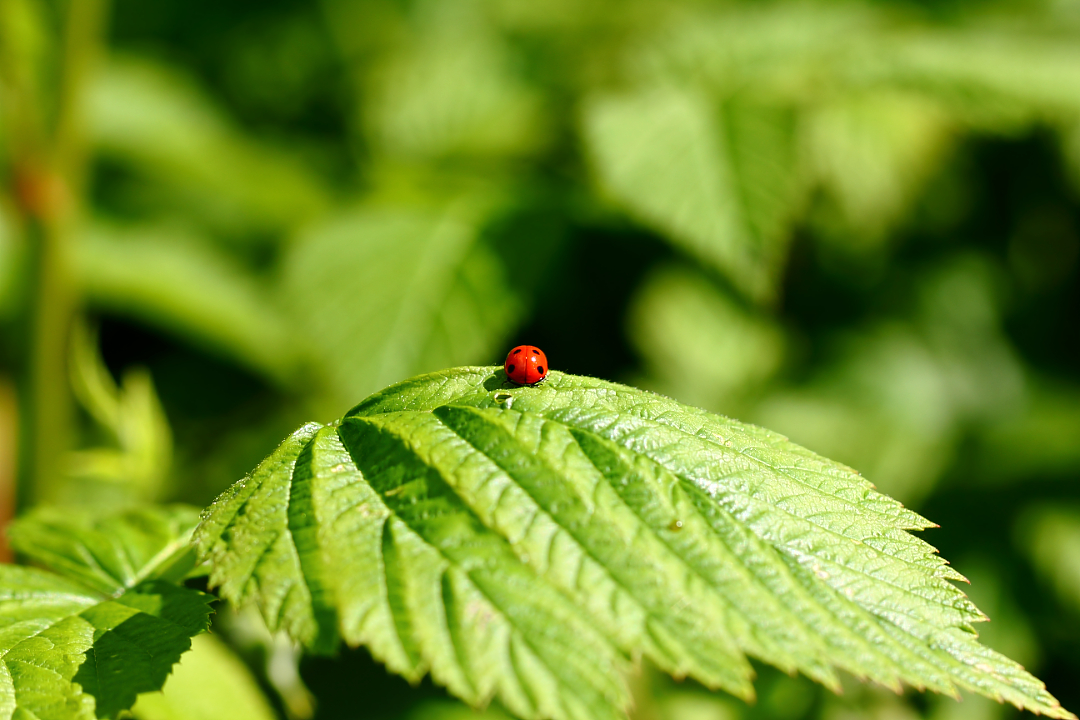 photo "Семиточечная божья коровка (Coccinella septempunctata, Ladybug)" tags: macro and close-up, nature, misc., bugs, insect, insects, Насекомые, божьи, букашка, жуки, жучки, жучок, коровки