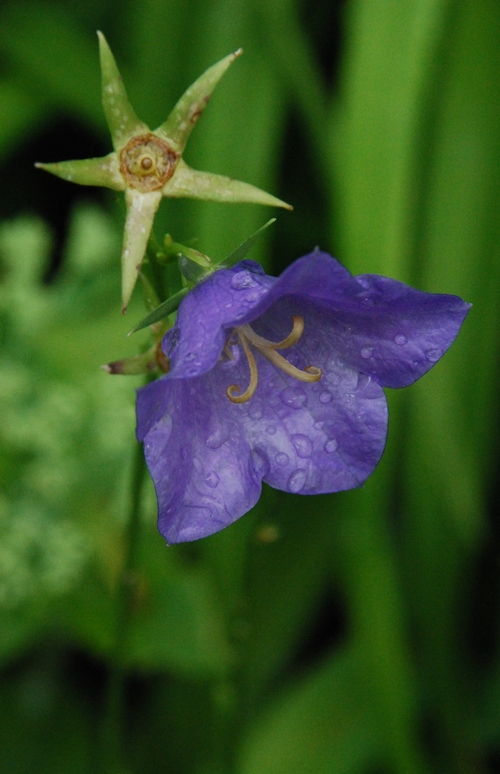 photo "==-" tags: nature, macro and close-up, flower, purple