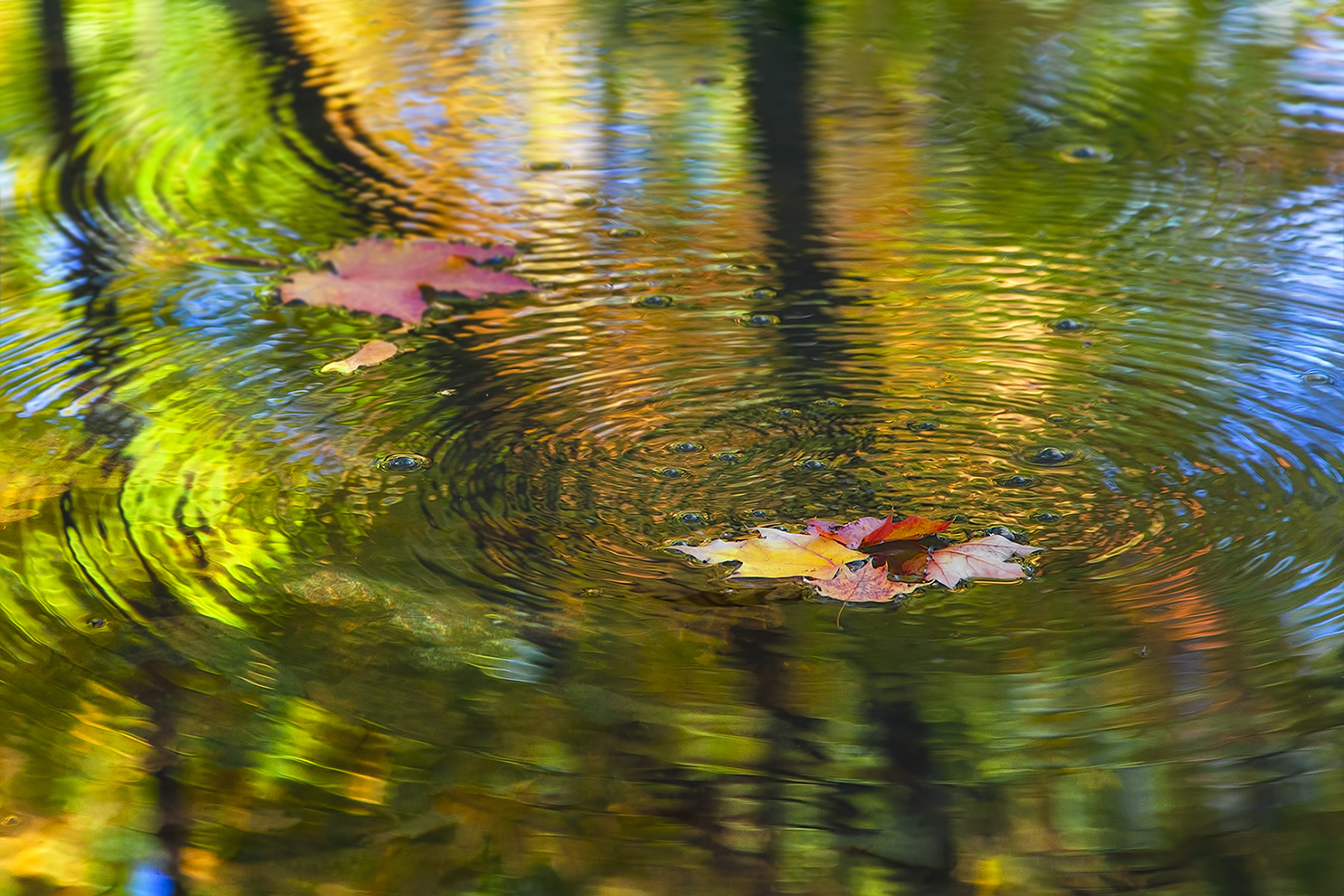 photo "***" tags: nature, macro and close-up, 