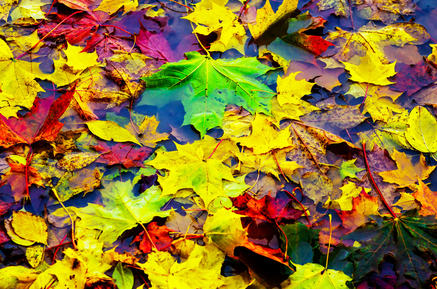 Пестрый окончание. Краски осени. Яркие краски осени. Разноцветная осень. Яркие осенние краски.