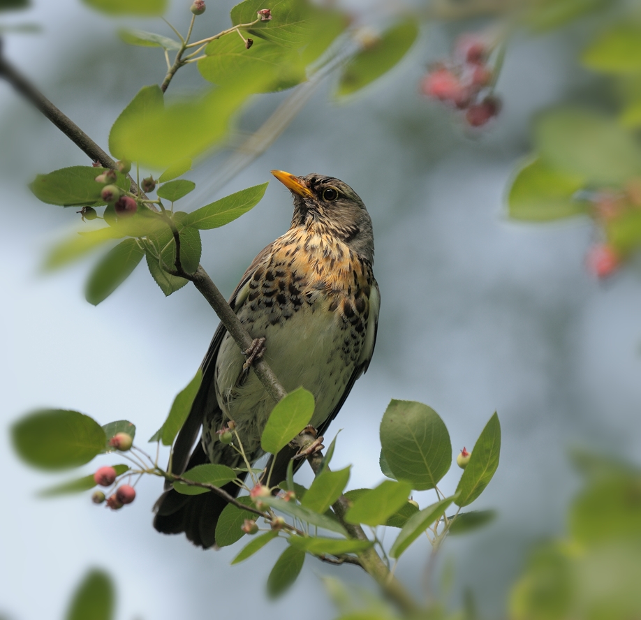 фото "Рябинник (Turdus pilaris)" метки: природа, 