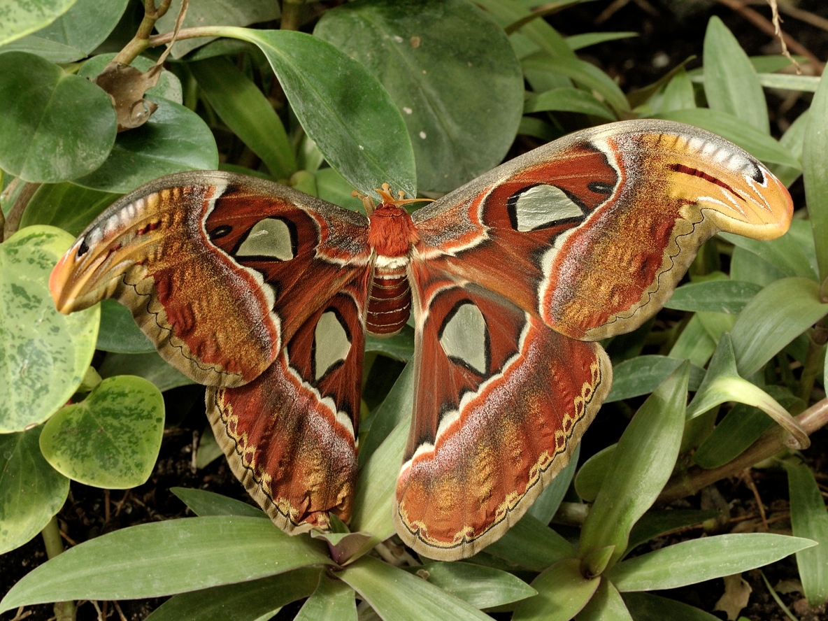 фото "Павлиноглазка атлас (лат. Attacus atlas)" метки: , 