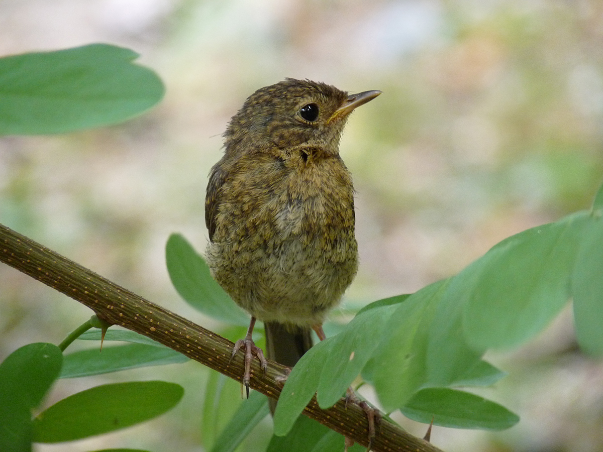 photo "***" tags: macro and close-up, wild animals