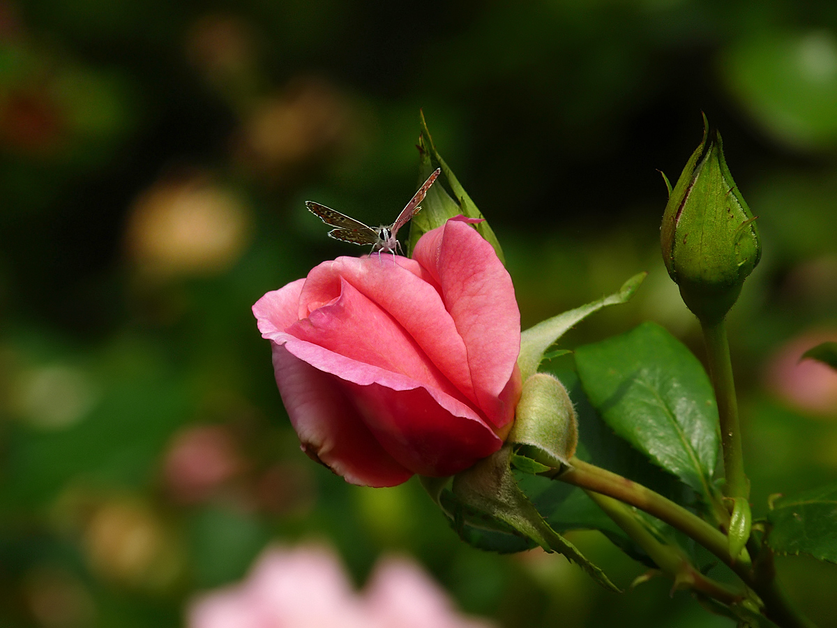 photo "***" tags: nature, insect