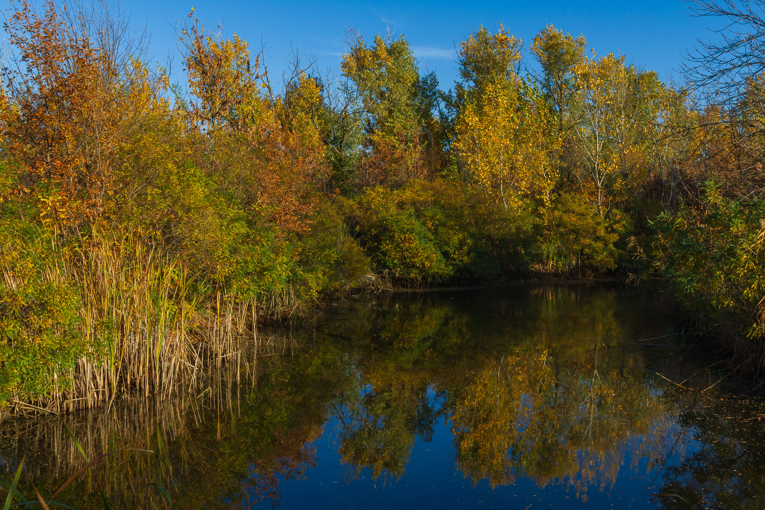 фото "Осенний пруд." метки: пейзаж, природа, 