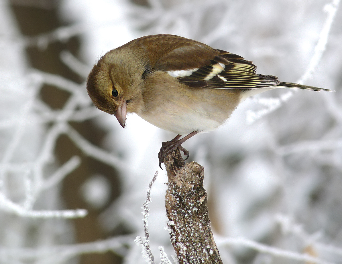 photo "***" tags: macro and close-up, nature, wild animals