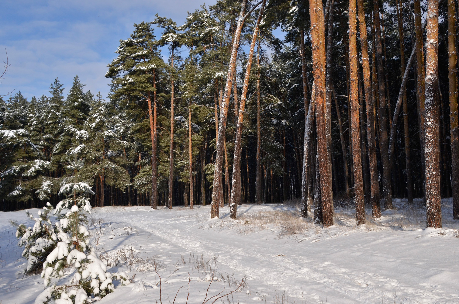photo "***" tags: landscape, forest, snow, winter, мороз