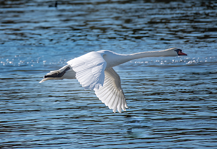 photo "Swan" tags: nature, misc., wild animals bird