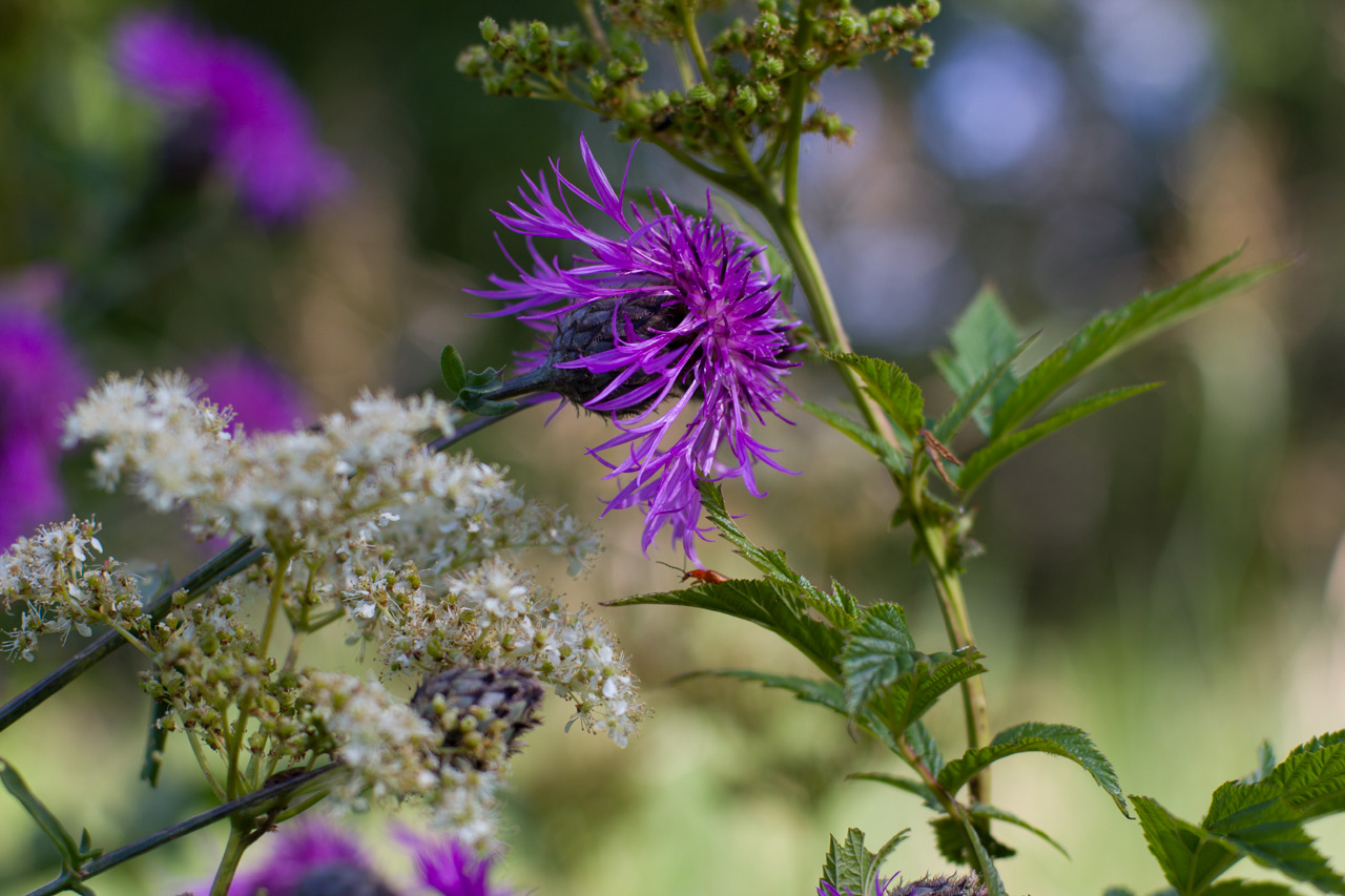 photo "***" tags: macro and close-up, 