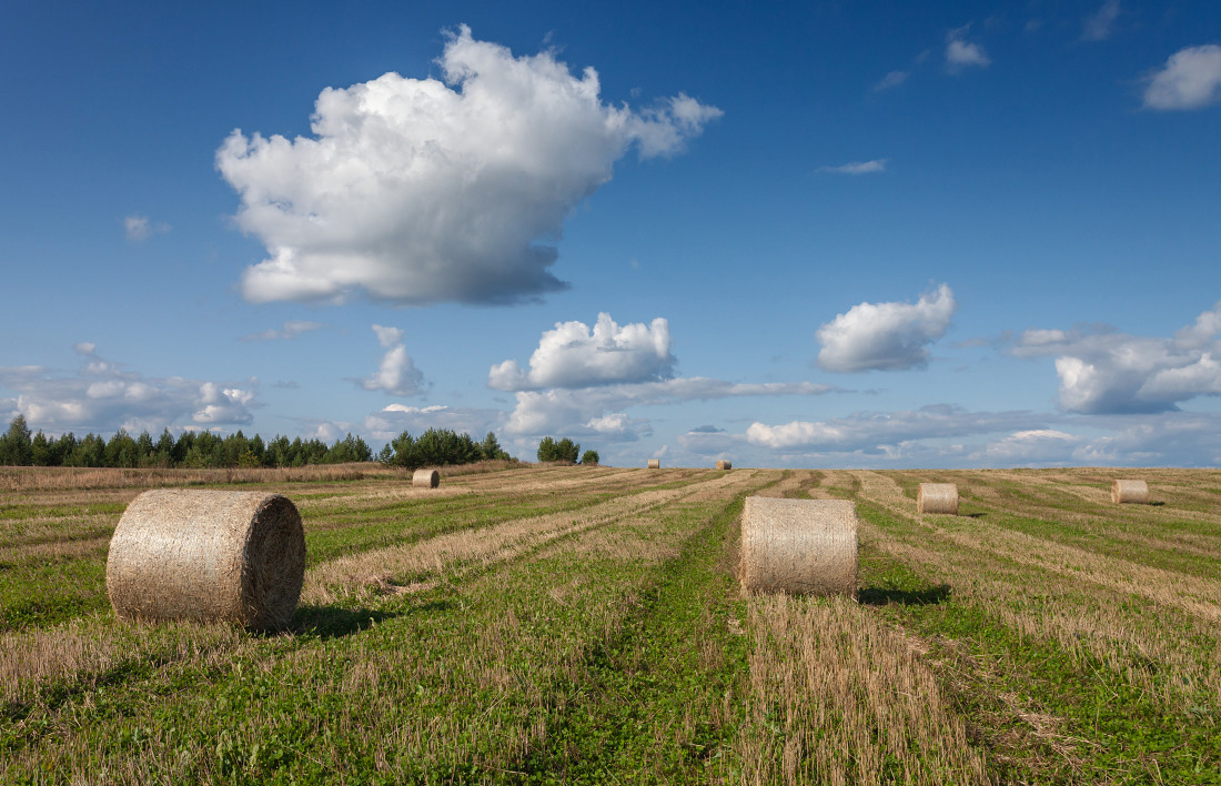 photo "***" tags: landscape, Russia, clouds, field, forest, grass, summer, глубинка, рулоны, сено