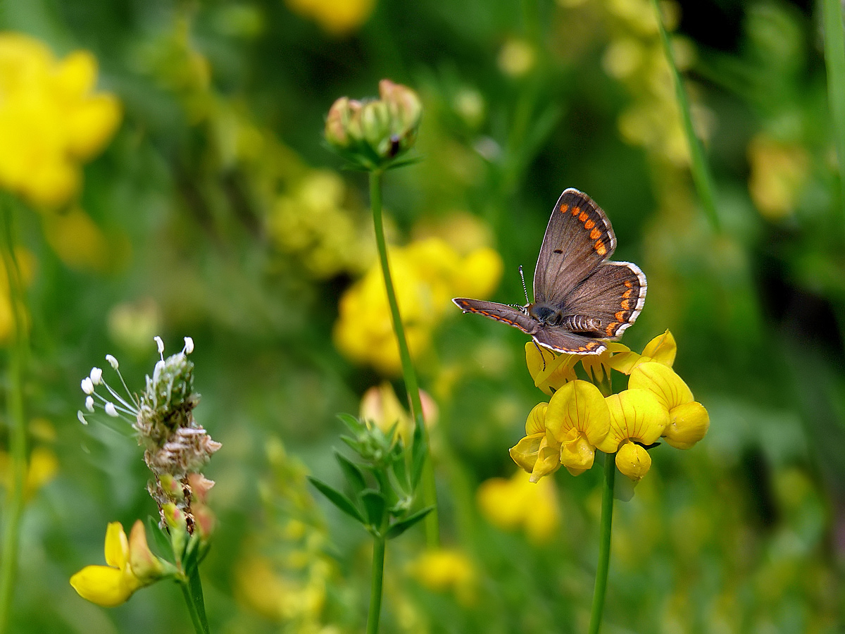 photo "***" tags: nature, insect