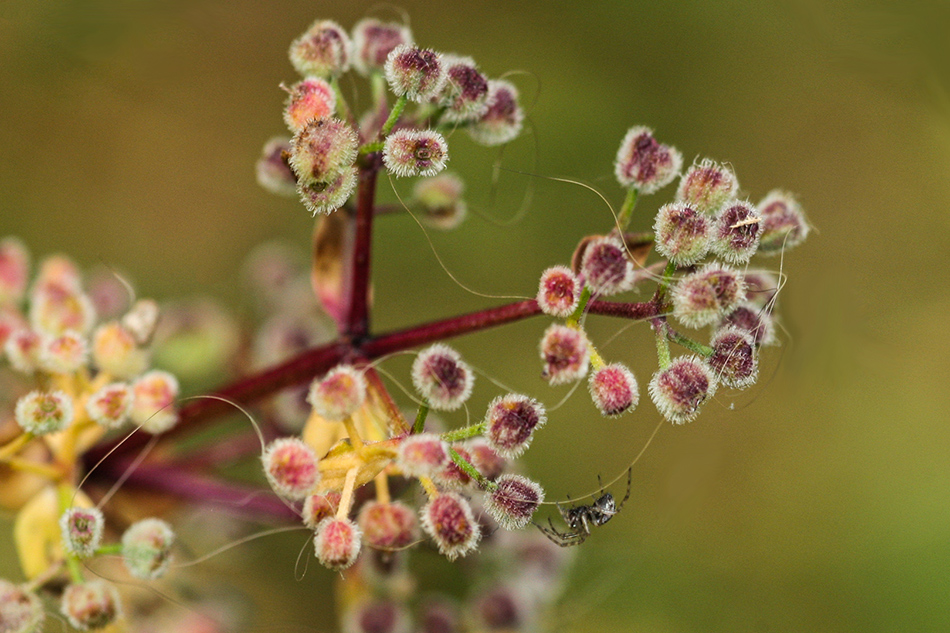 photo "Seed rand ( Galium Boreale )" tags: nature, macro and close-up, Europe