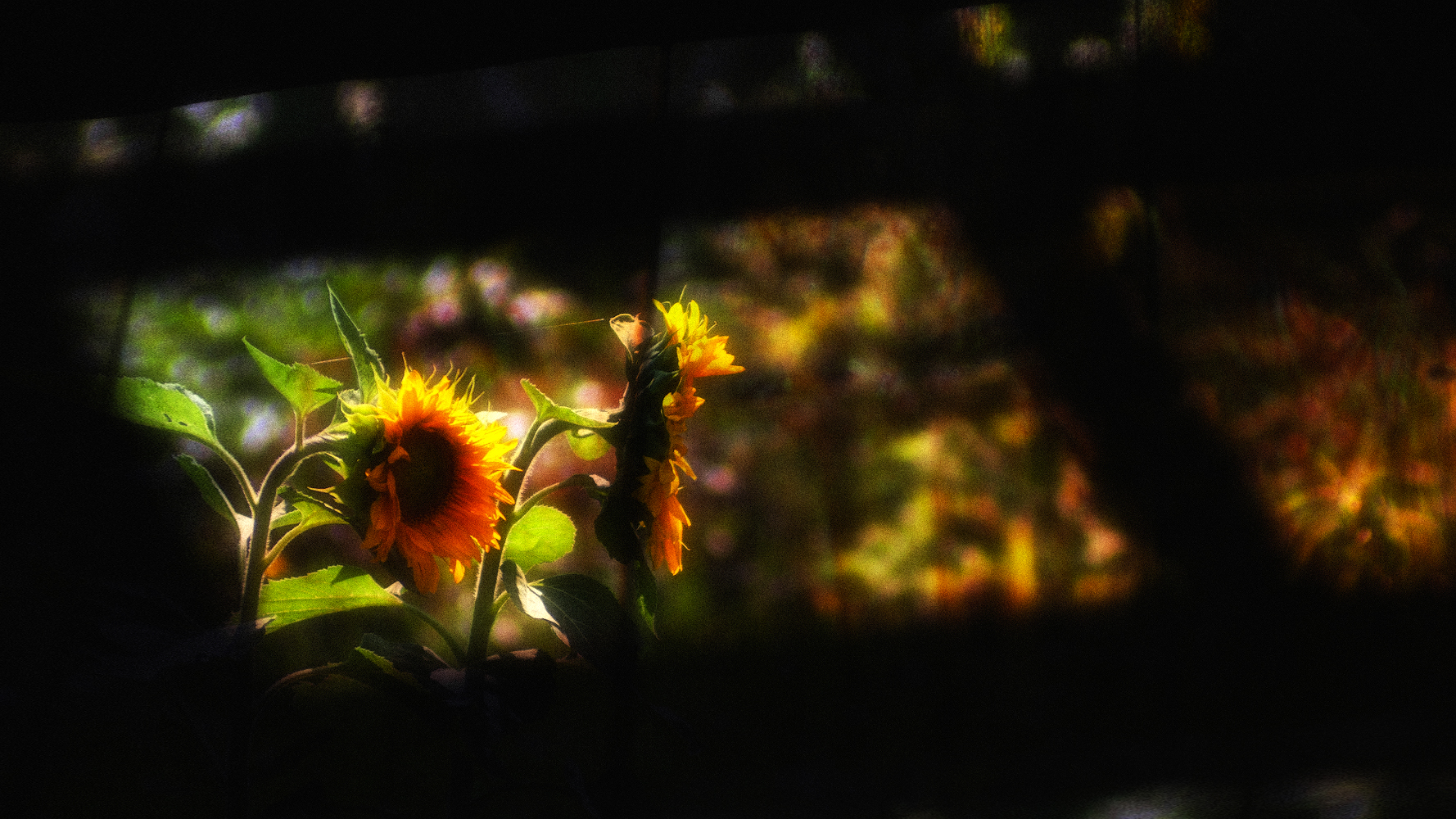 photo "цветение подсолнечника" tags: , 