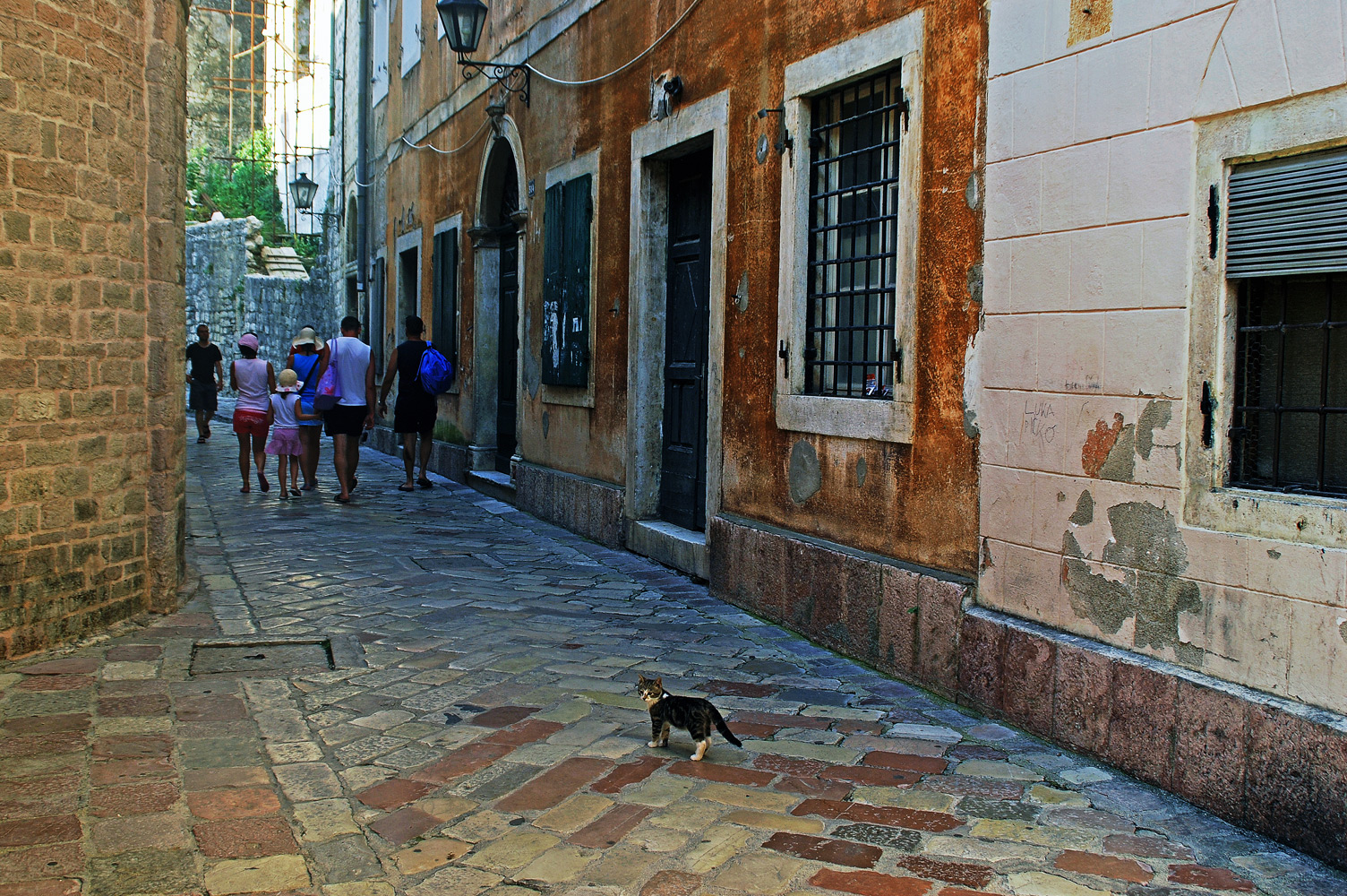 фото "Которский котик." метки: стрит-фото, Котор, Черногория, кот