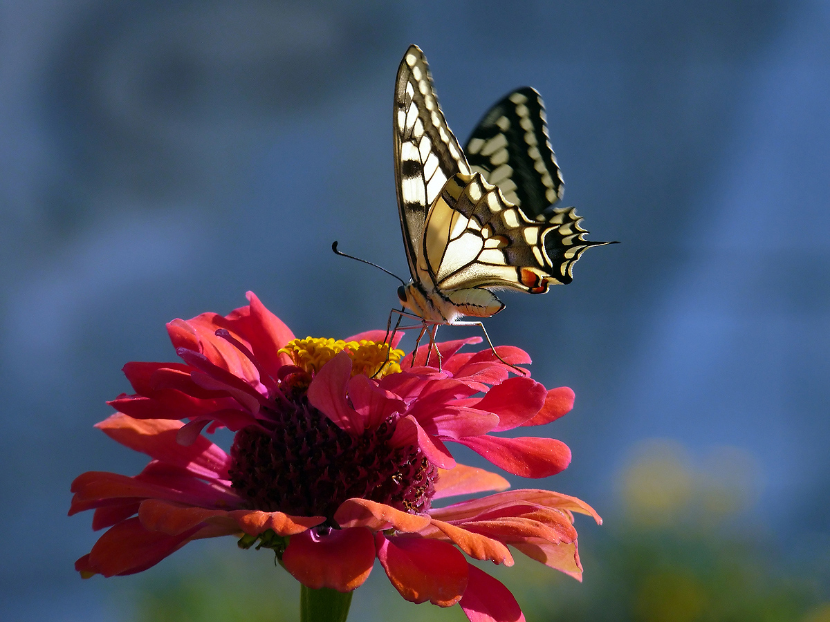 photo "***" tags: macro and close-up, nature, insect