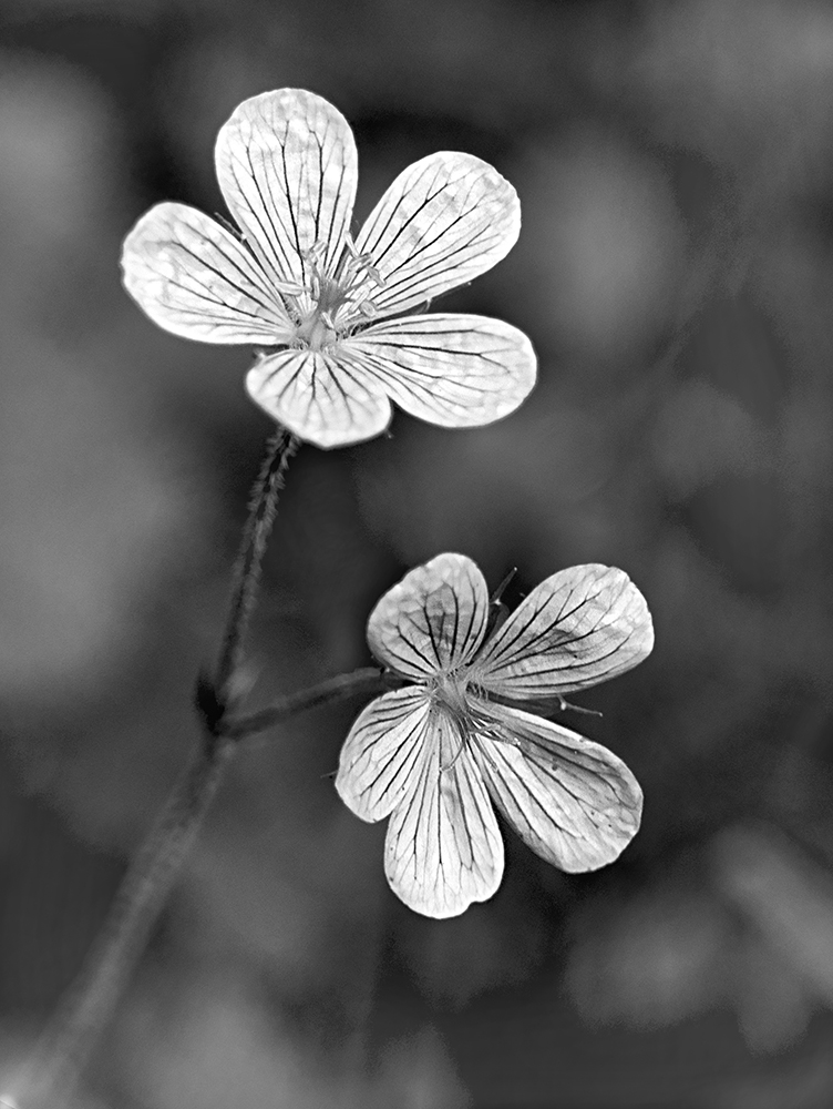 photo "Полевой цветок" tags: macro and close-up, 