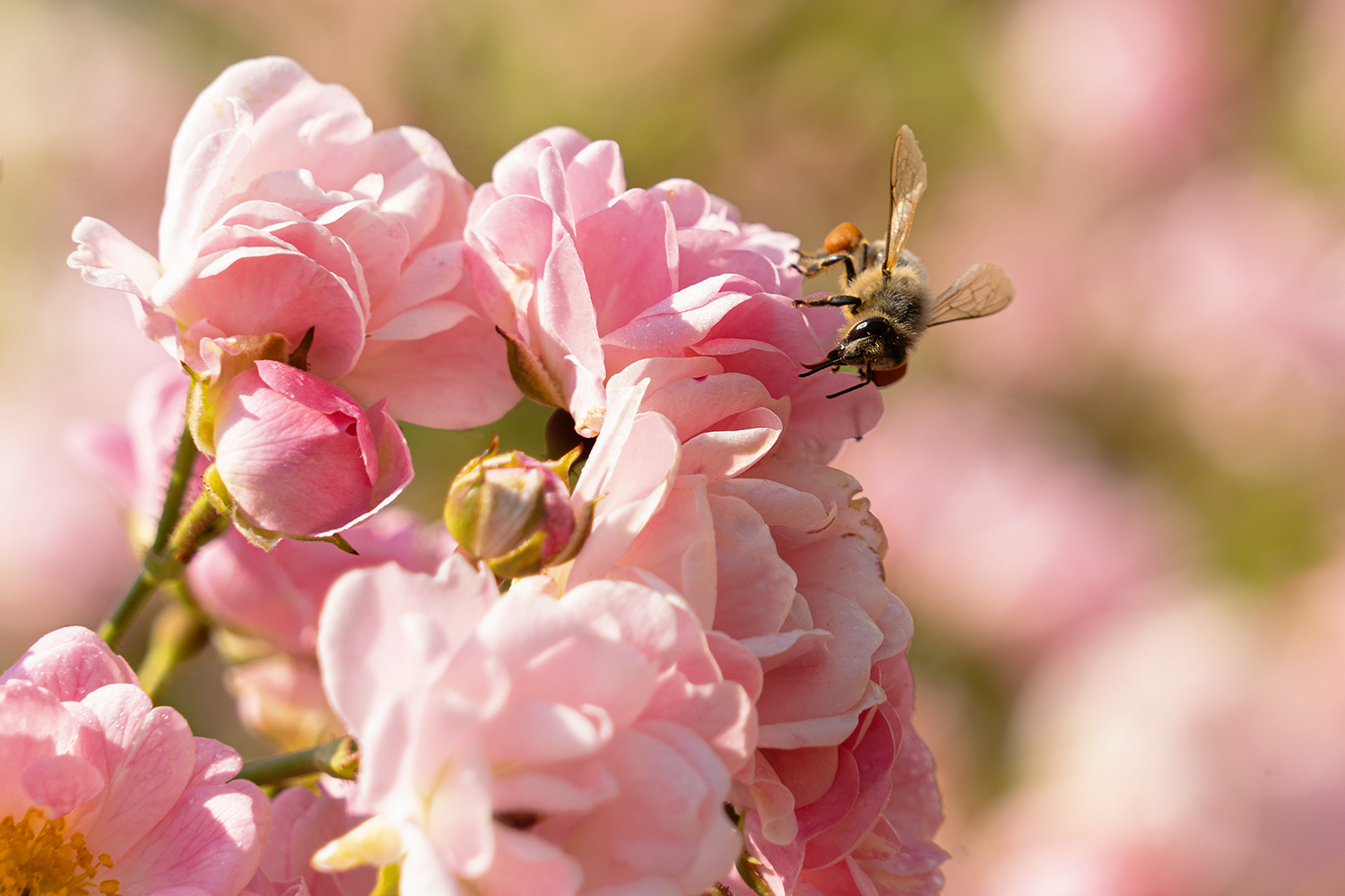 photo "Без названия" tags: macro and close-up, 