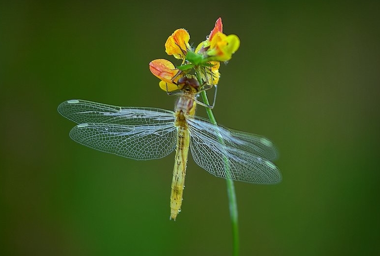 photo "***" tags: nature, macro and close-up, 