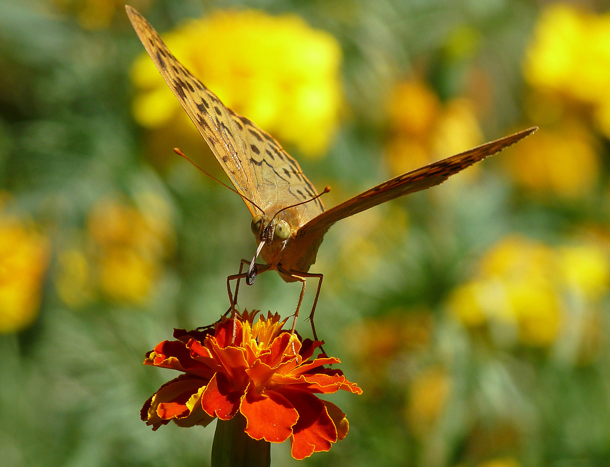 photo "***" tags: macro and close-up, insect