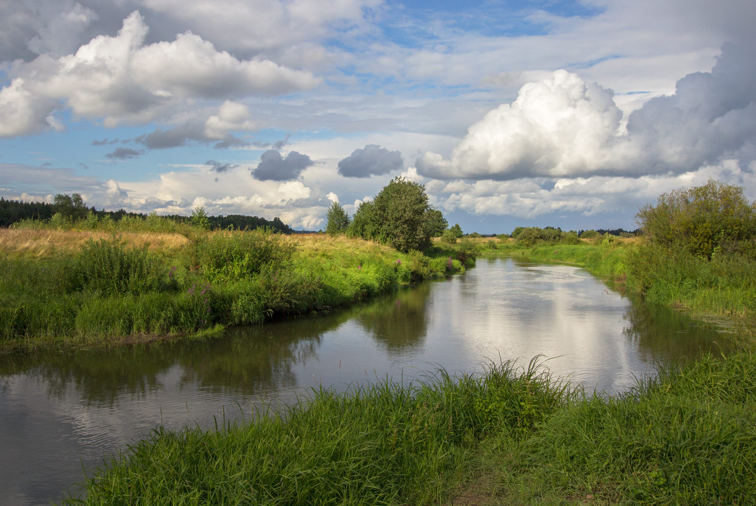 photo "***" tags: landscape, river, summer, water, Шерна