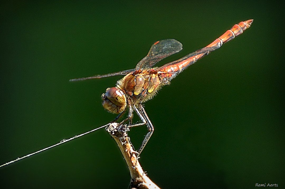 photo "***" tags: nature, macro and close-up, 