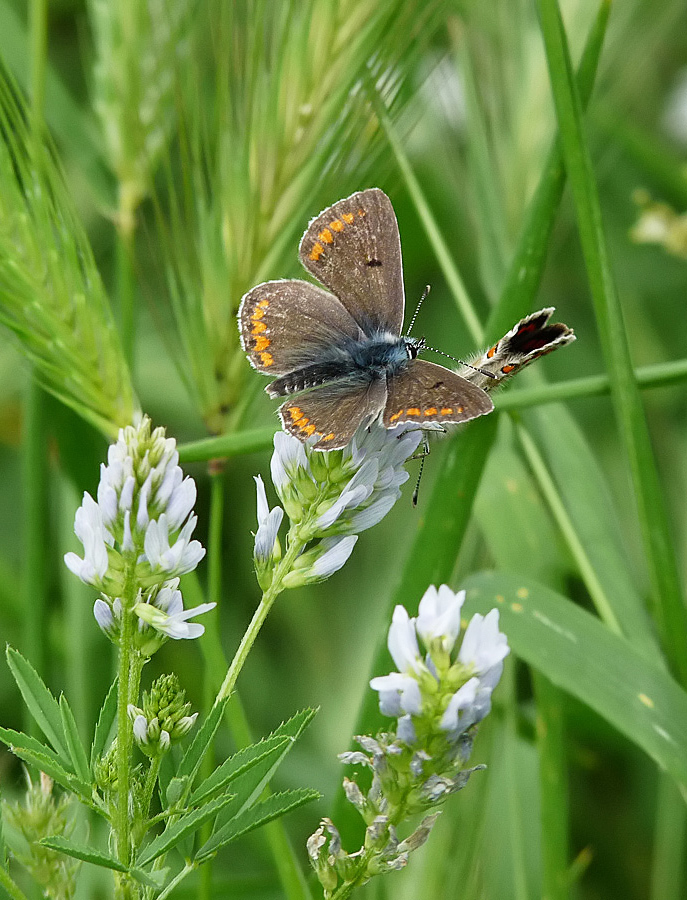 photo "***" tags: nature, flowers, insect