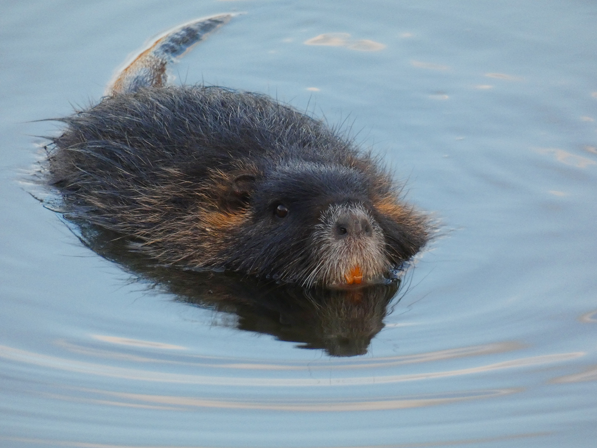 photo "***" tags: portrait, macro and close-up, wild animals