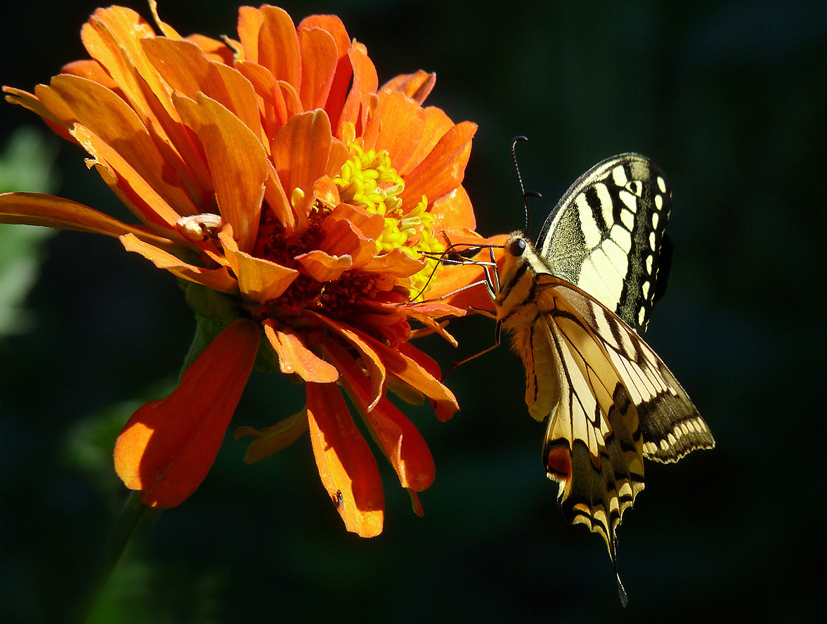 photo "***" tags: macro and close-up, insect