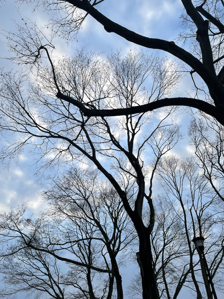 photo "cotton" tags: nature, clouds, sky, trees, winter