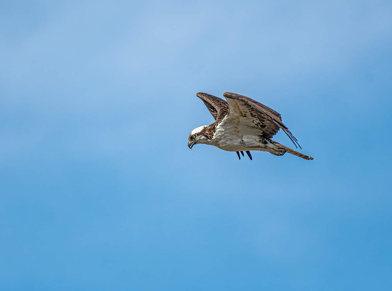 photo "Osprey looking to hunt for a fish" tags: nature, travel, wild animals bird fish lake