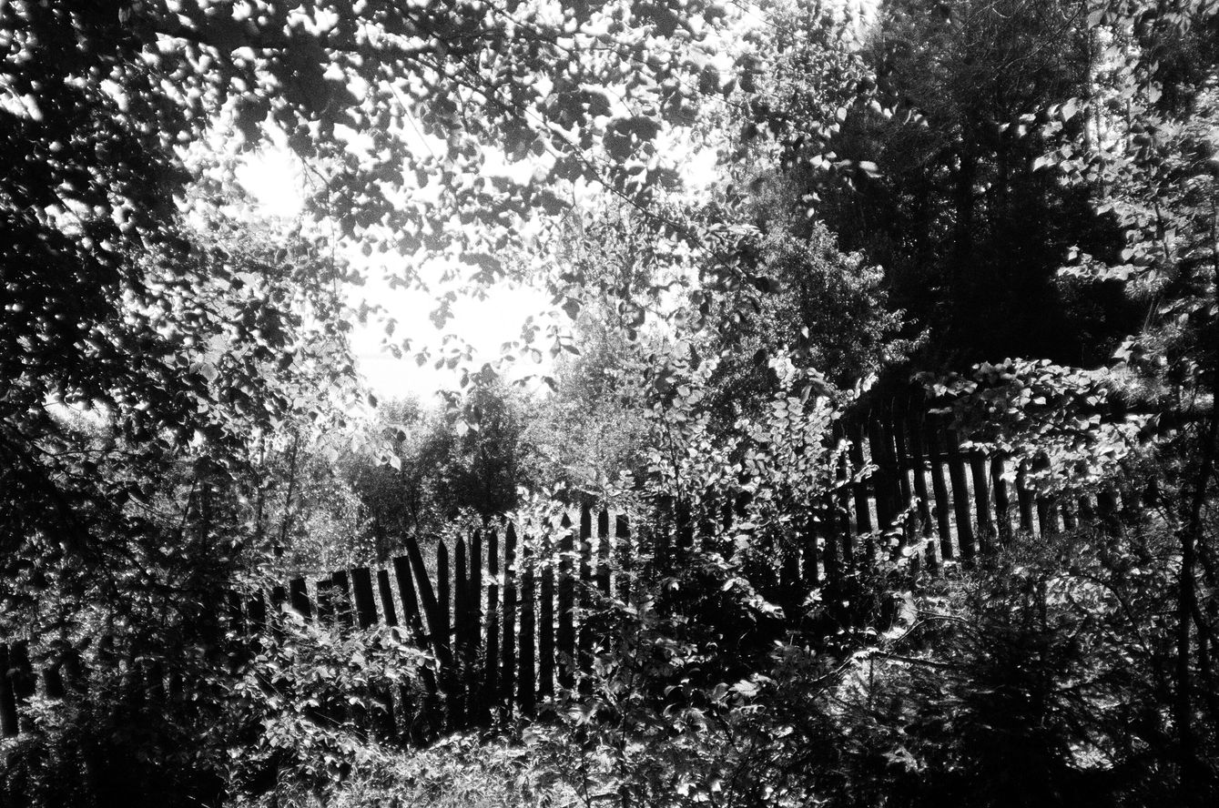 фото "Забор в лесу" метки: , 