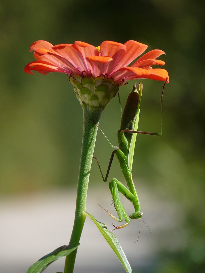 photo "***" tags: nature, macro and close-up, 