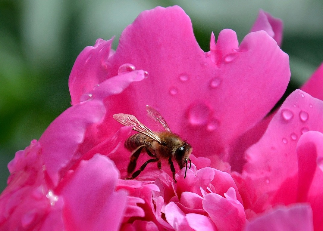 photo "***" tags: nature, macro and close-up, пчела