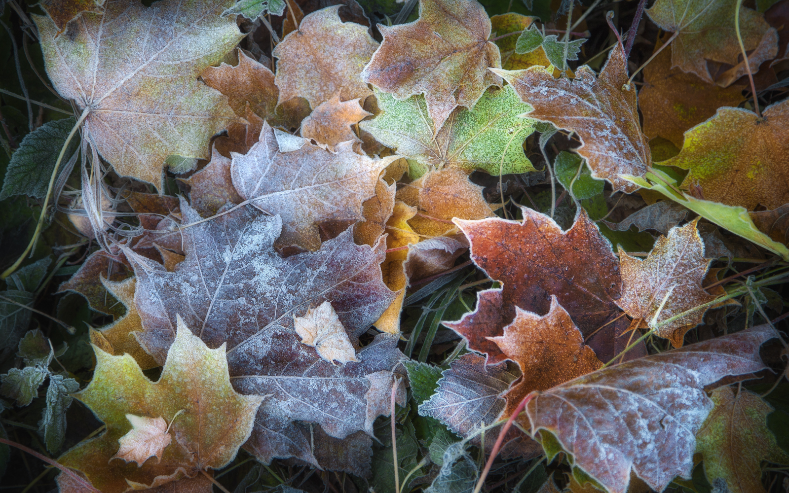 photo "***" tags: nature, macro and close-up, 