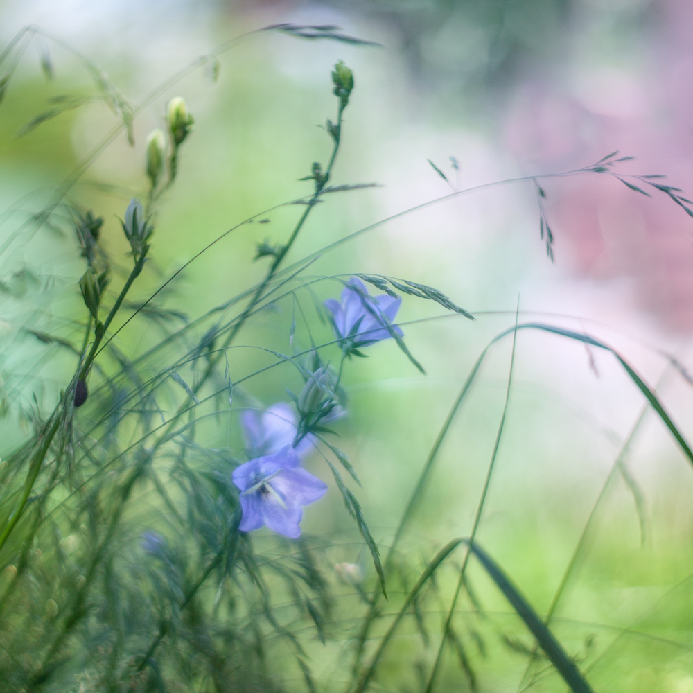 photo "***" tags: macro and close-up, nature, 