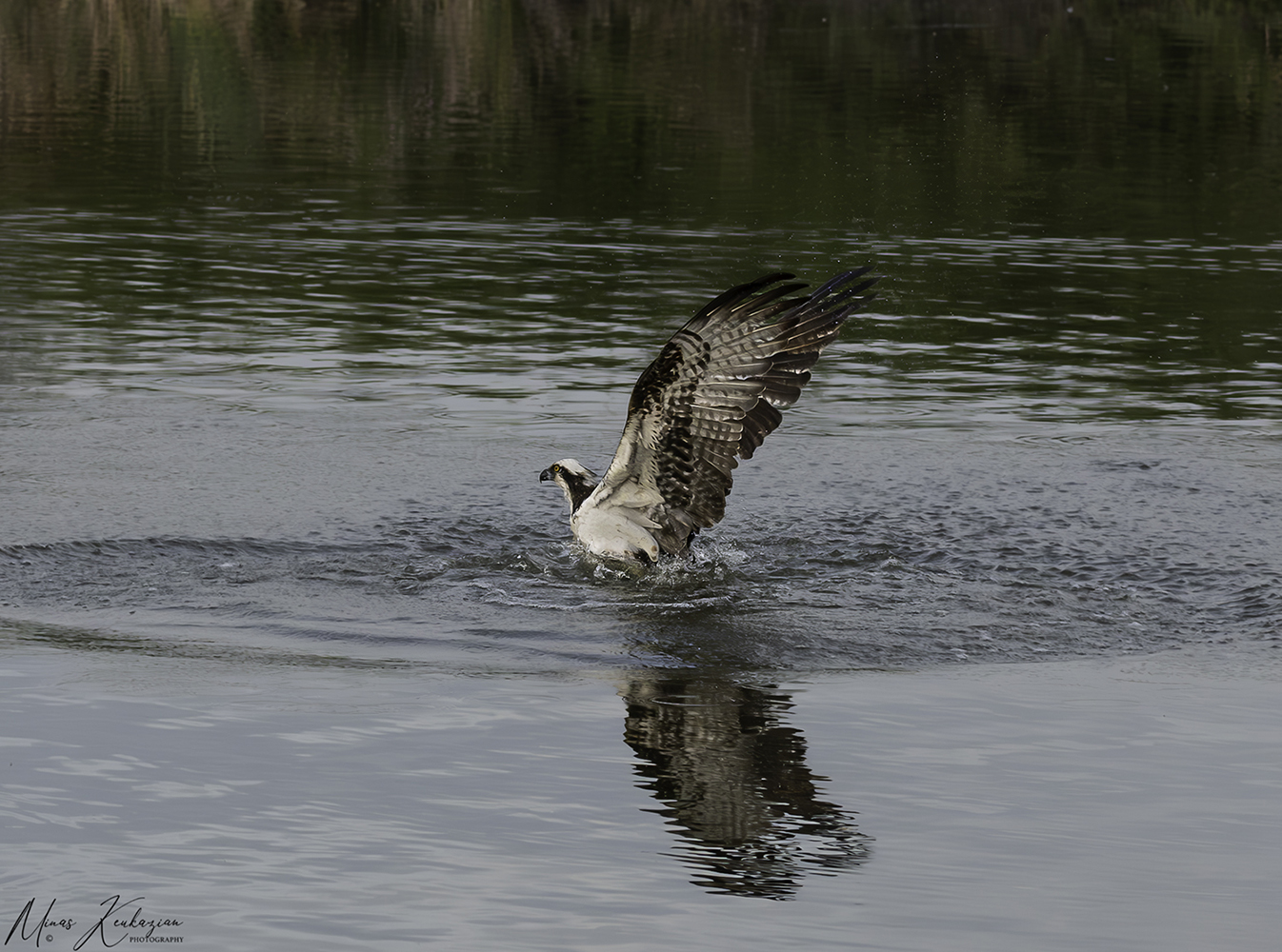 фото "Osprey trying to catch fish" метки: природа, путешествия, wild animals bird, wild animals bird fish lake