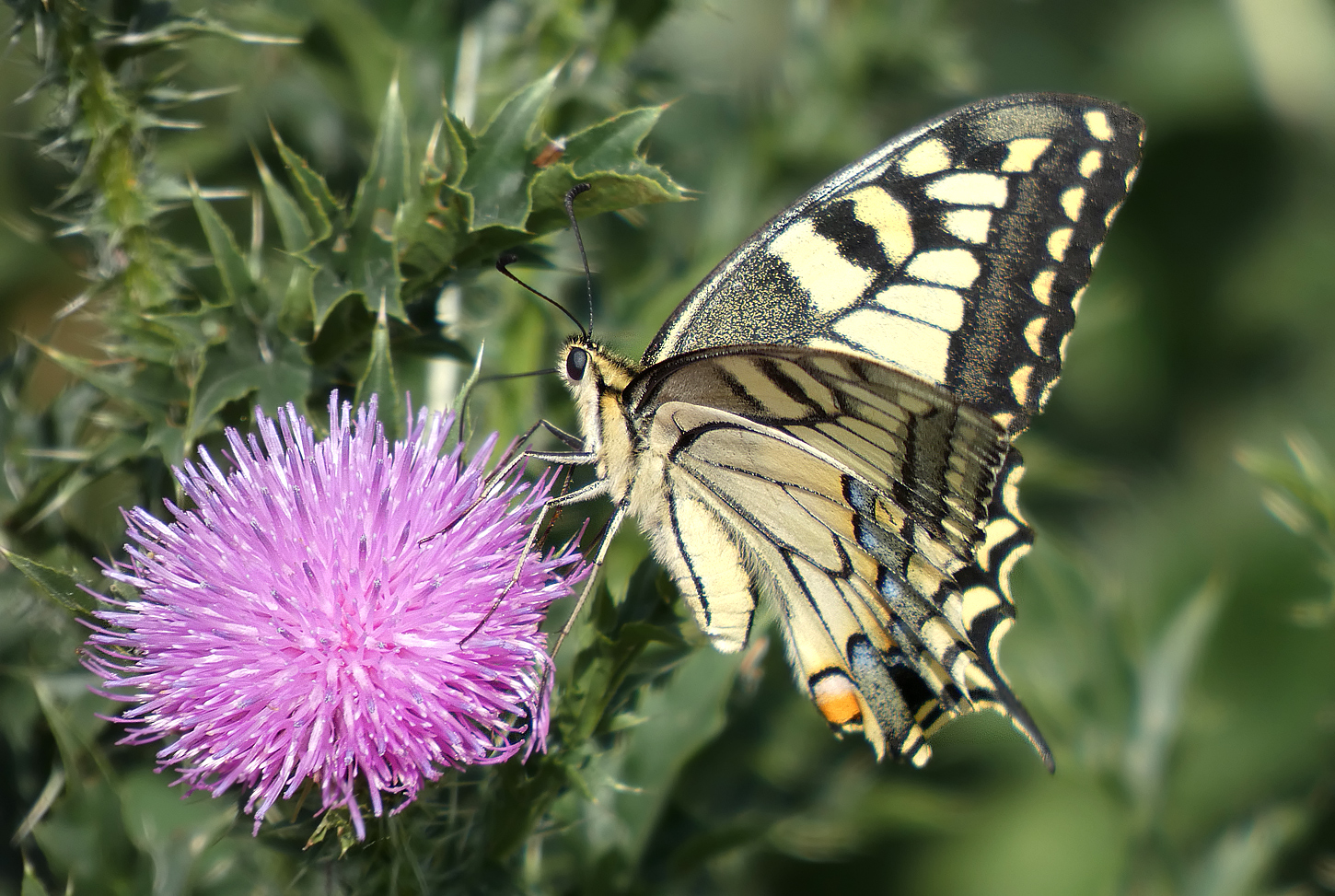 photo "***" tags: macro and close-up, insect