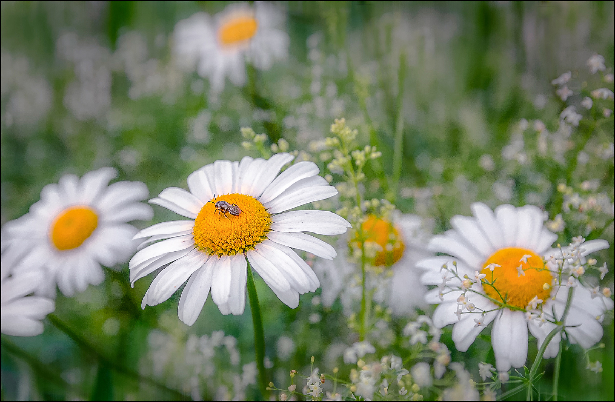 photo "***" tags: macro and close-up, 