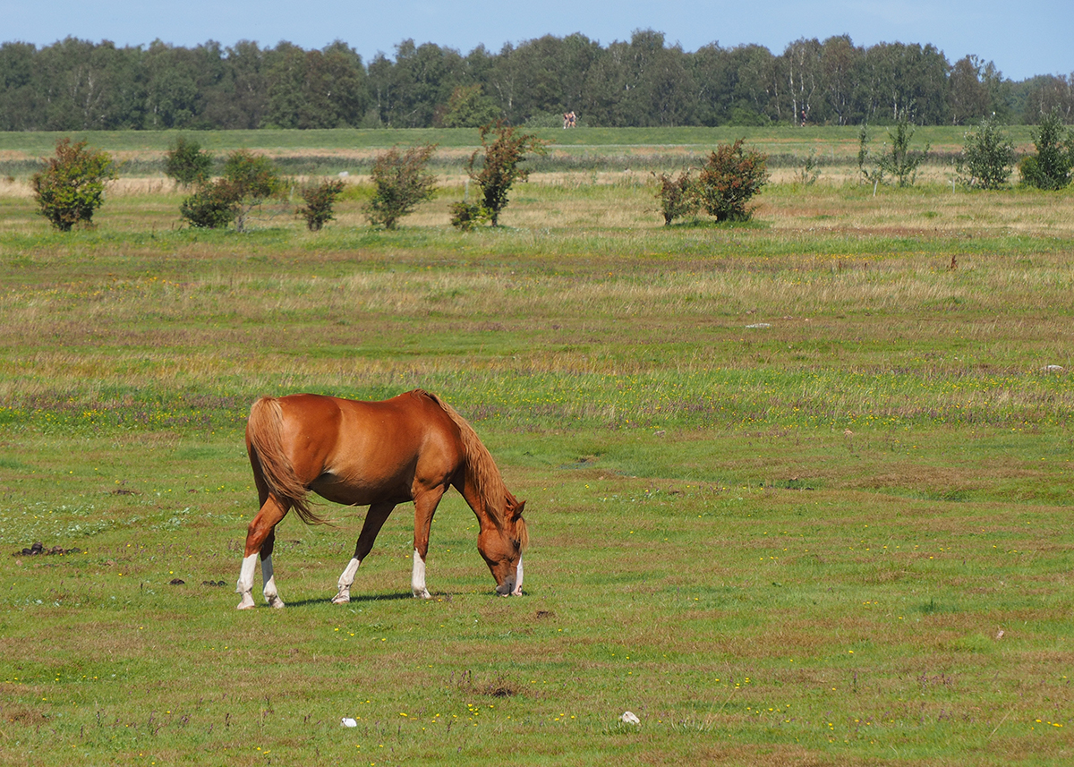 фото "Natural lawn mower" метки: пейзаж, природа, репортаж, 