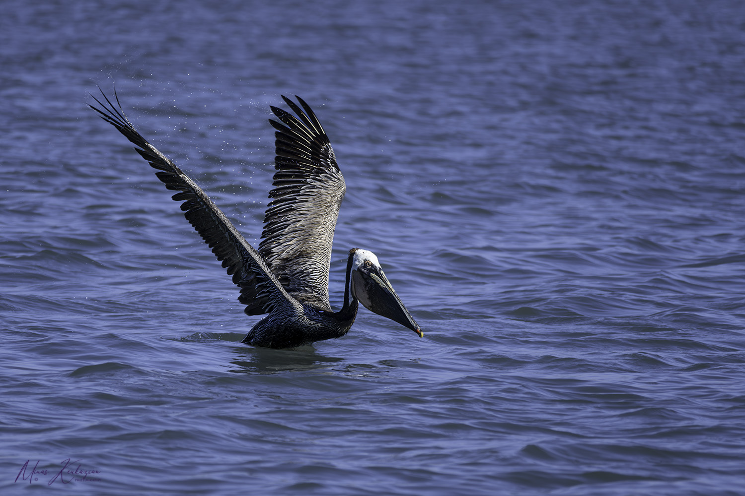 фото "Brown pelican" метки: природа, wild animals bird