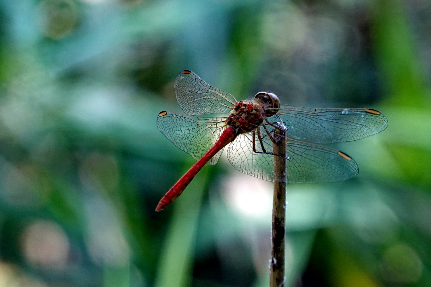 photo "Patterns" tags: nature, macro and close-up, travel, forest, insect, summer, макро, стрекоза