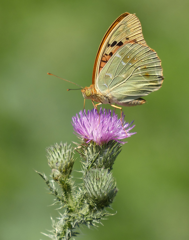 photo "***" tags: nature, macro and close-up, insect