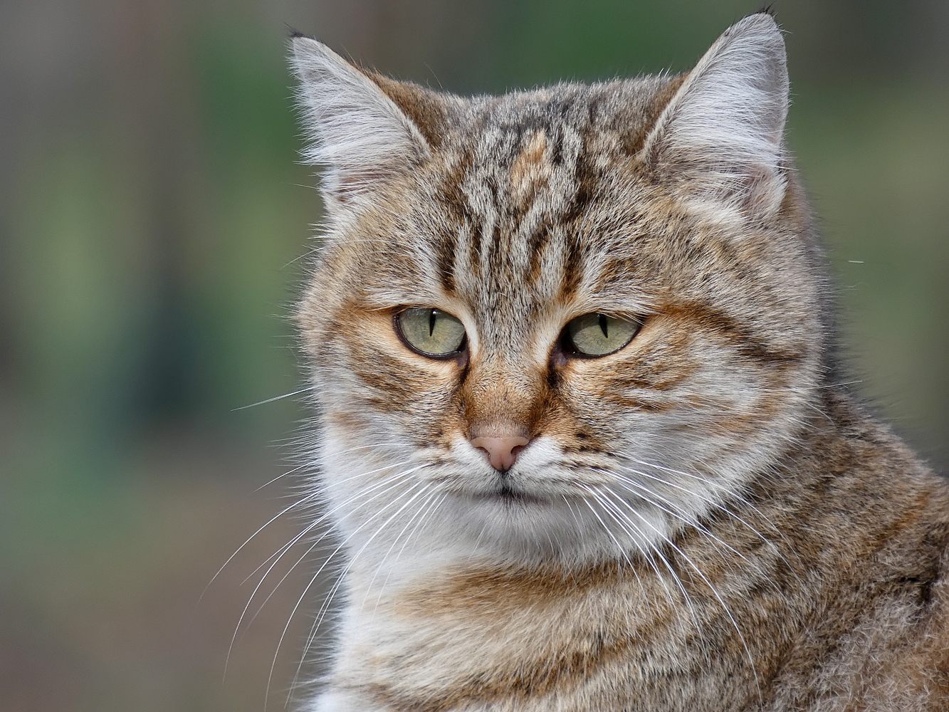 photo "***" tags: portrait, wild animals