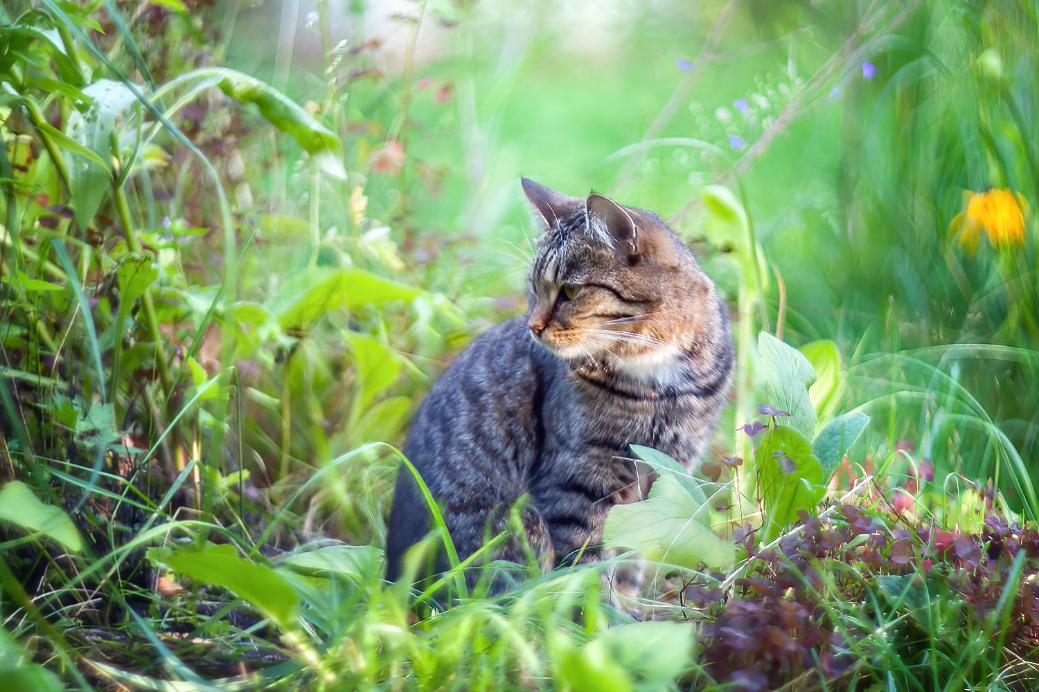 фото "Кошкин рай..." метки: разное, 