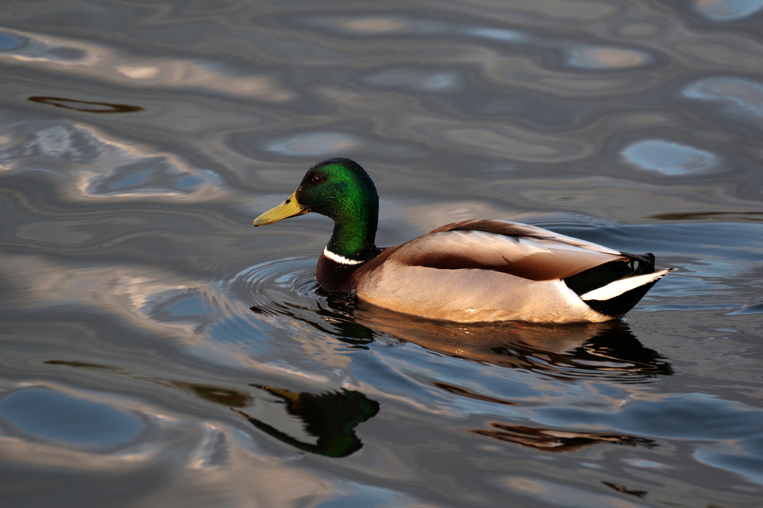 photo "Green" tags: nature, кряква, селезень