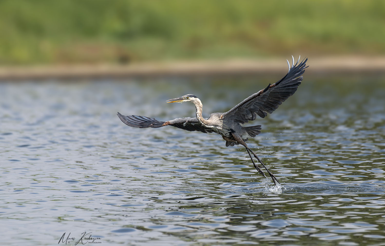 photo "Grat Blue Heron" tags: nature, 