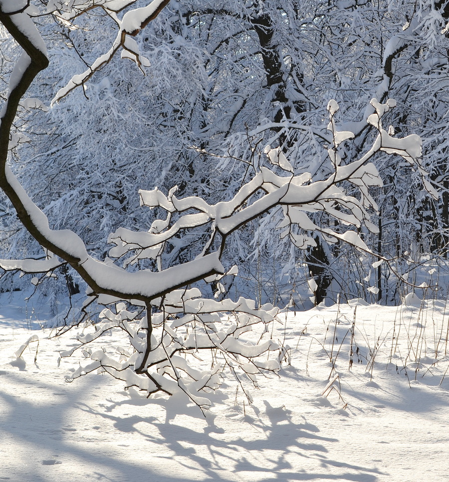 photo "***" tags: nature, park, snow, ветки