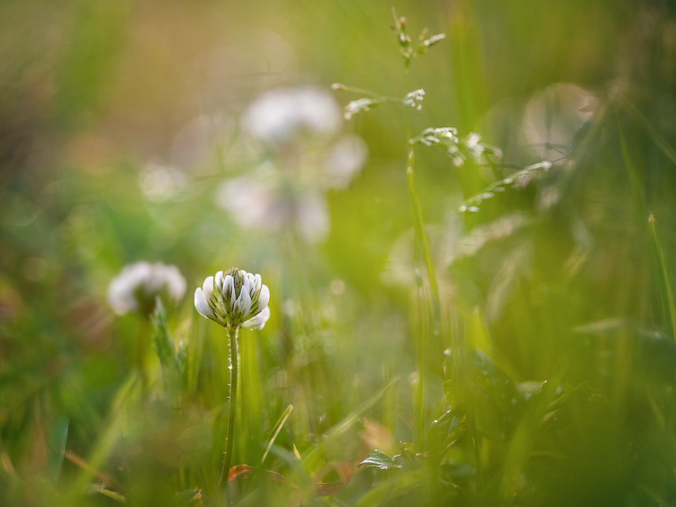 photo "***" tags: nature, macro and close-up, 